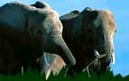 Wildlife Sanctuaries in India, Safari in Desert, Elephant Safari Tours