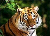 Bengal Tiger - The Royal Cat