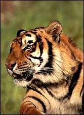 The majestic Royal Bengal Tiger