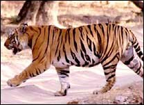 Sunderbans - Land of the tigers