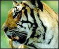 Sunderbans - Land of the tigers