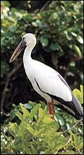 Bird Watching at Jaykwadi Bird Sanctuary