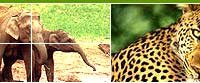 wildlife adventure in india, himalayan wildlife adventure, wildlife adventure holidays, adventure wildlife tours india