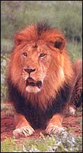 Lion in Gir National Park