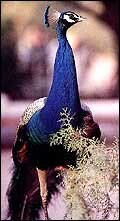 Peacock - National Bird of India