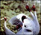 Migratory Birds in Bharatpur