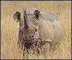 Rhino