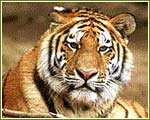 Indian Wildlife Portal