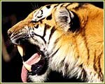 Indian Wildlife Portal