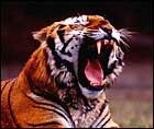 Tiger - Wildlife in India