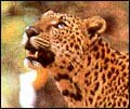 Leopard - Wildlife in India